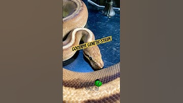 We said goodbye to their G-stripe. #molinarosnakelab #ballpythons #royalpytjons #shippingsnakes #diy