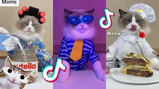 That Little Puff | Cats Make Food  | TikTok Compilation 2023 #4