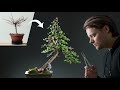 A japanese larch becomes a bonsai