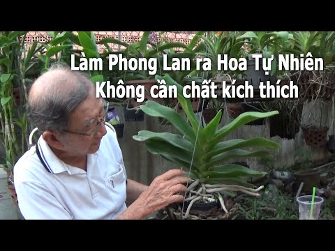 Làm Lan Ngọc Điểm Ra Hoa Cùng Thầy Tám Ngọc Mùa Corona - Nông Nghiệp Đẹp | Foci