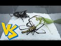 Mantis vs spider vs beetle 螳螂vs蜘蛛vs独角仙
