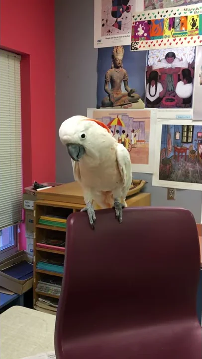 Just visiting