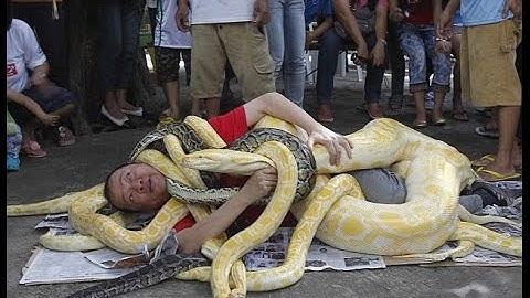 Up Close With Cuddles -  CrittaCam