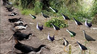 Incredible Traditional Bird Trap Method #GlobalBirdTales 