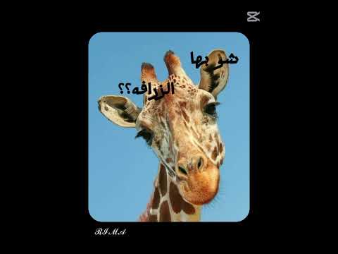 عملت معي حرب اصغيرا