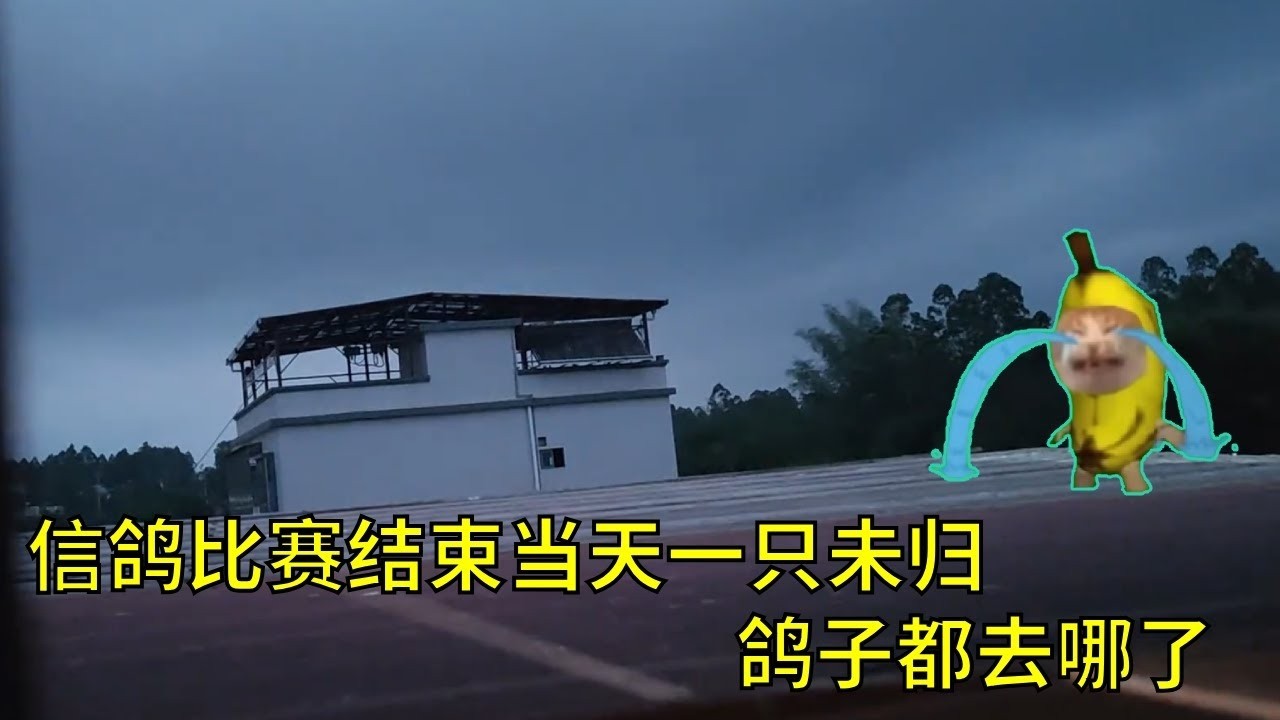 800公里信鸽比赛结束当天鸽子全部未归，鸽子都去哪了，争气一点当天回来就可以获得冠军了。#信鸽赛鸽 #鸽子 #birds