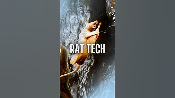 Druids D&D Movement!