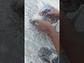 short video tiles viral video short video tiles viral videos short video viral tiles