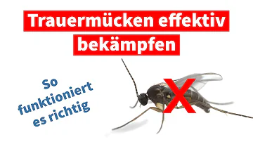 Wie sterben Trauermückenlarven?