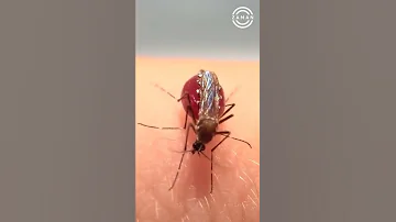 شاهد اغرب ما تفعله البعوضة مش هتصدق ما هذا Shorts 