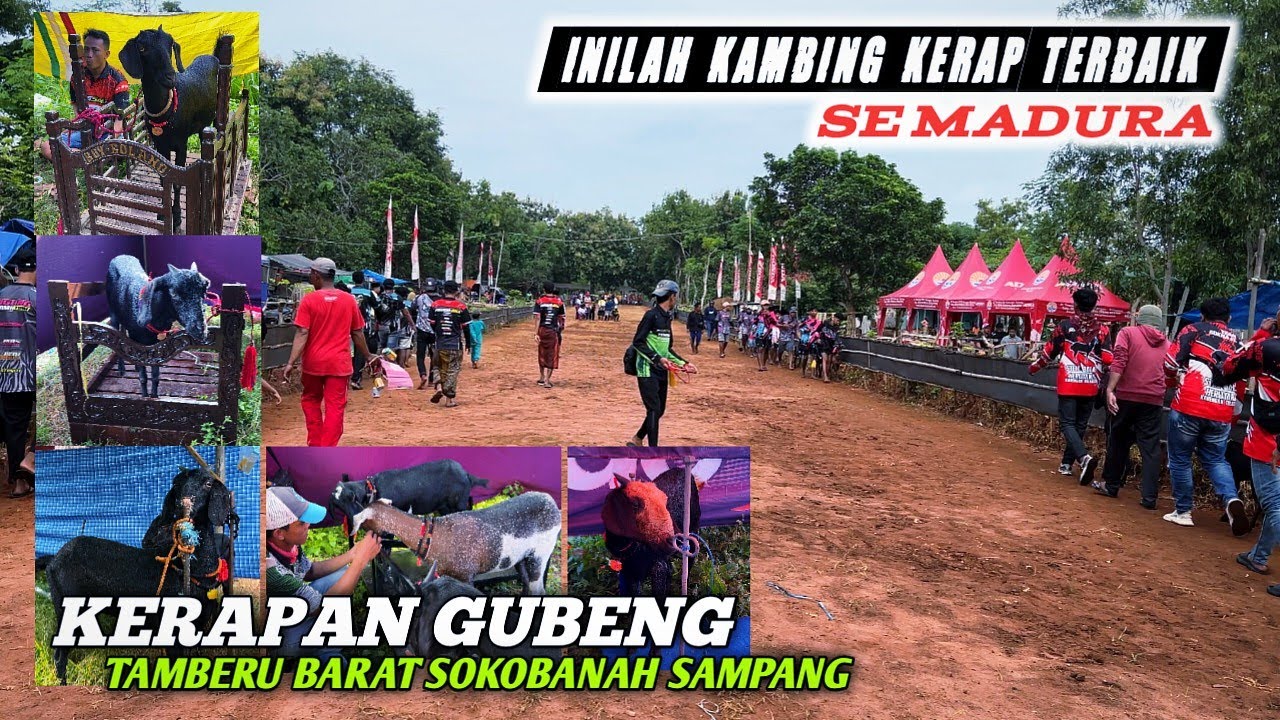 Inilah Kambing Kerap Terbaik se Madura di Event Kerapan Piala Kresidenan 2026