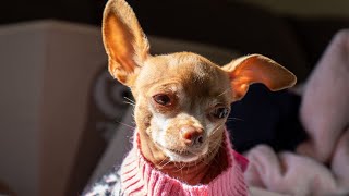 Boy Chihuahua Dog Doesn't Want To Put On a Pink Sweater!