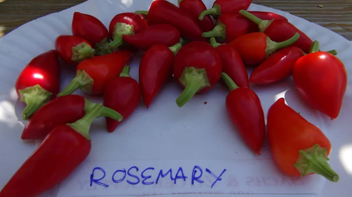 Rosemary Pepper, capsicum annuum, pod review