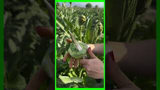 Techniques for processing artichoke flowers #farming #funny