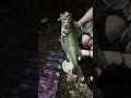 春のナイトバスフィッシング♡#琵琶湖バス釣り