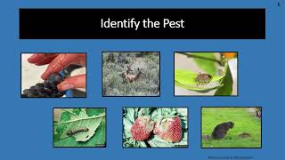 Integrated Pest Management IPM for Home Gardens with OSU Master Gardeners 2024