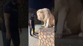 رجل يطعم أسد ضخم على المباشر #lion #animals #bigcat