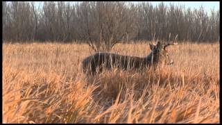 Why You Should Hunt From a Ground Blind  Deer Hunting