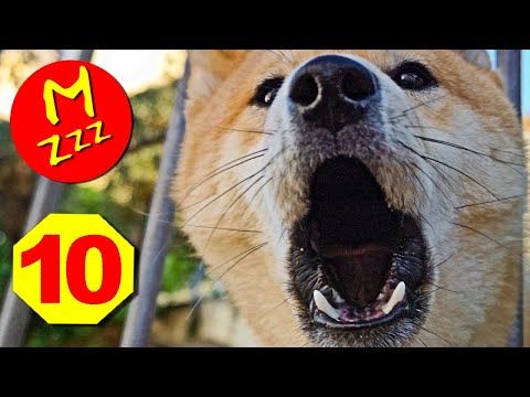 Stop Dogs Barking with Silent Sonic Sounds - Silent Dog Whistle to Stop Dogs Barking