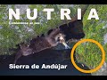 NUTRIA COMIENDO PEZ / Sierra de Andújar