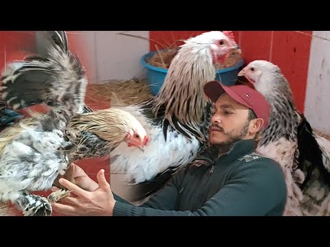فى الفيديو دة هاعرفك مميزات ومواصفات الفراخ البراهما العملاقه واسعارها بدون أن يخدعك التاجر
