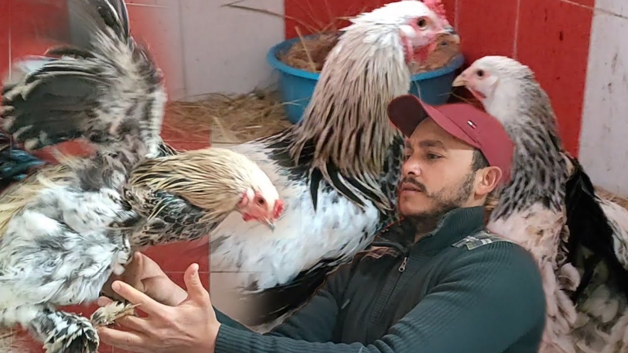 فى الفيديو دة هاعرفك مميزات ومواصفات الفراخ البراهما العملاقه واسعارها بدون أن يخدعك التاجر