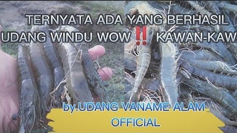 panen udang windu punya tetangga umur 3 bulan. by UDANG VANAME ALAM OFFICIAL.