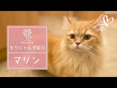 マリン（メインクーン♀）甲府昭和店 - YouTube