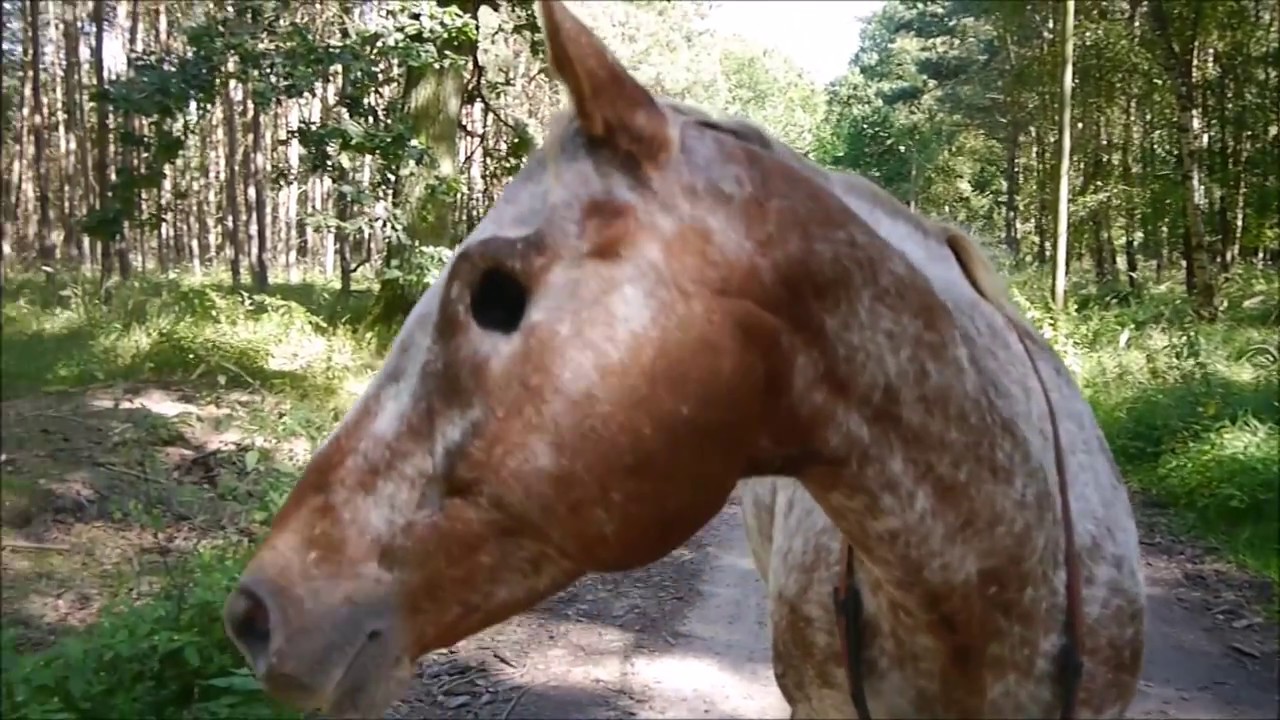 BLIND HORSE - Liberty in the wood
