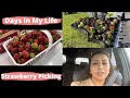 Days in My Life | Strawberry Picking - Laila Jugon