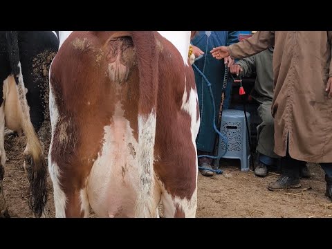 الخوت تولاو معنا البقر ديال الحليب سوق الرميله