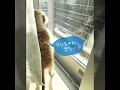 ミーアキャット　ボクだって愚痴るよ。。