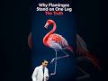 Why Flamingos StandonOneLegTheTruth#shorts#birds#wildlife