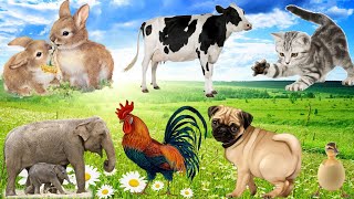 Animals around us: Dogs, Cats, Chickens, Rabbits, Ducks... Familiar animals