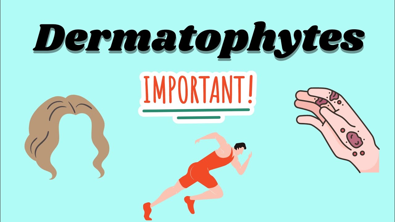 Dermatophytes by nélma