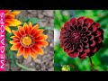 10 Plantas de Jardín con Flores Resistentes al Sol