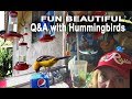 BEAUTIFUL Hummingbirds 100's of Birds-Q&A-Recipe-How To Bring 100's-Feeders Tips-Nesting-Ants-Babies