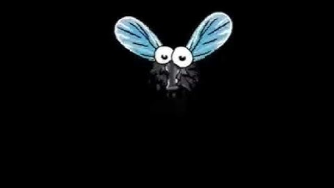 fly - animation test (toon boom)