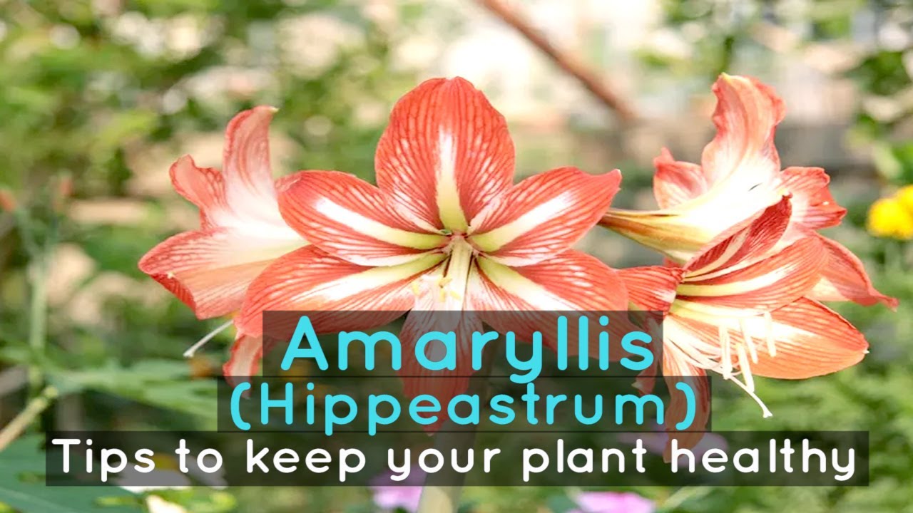 Amaryllis (Hippeastrum) - Tips to keep your plant healthy