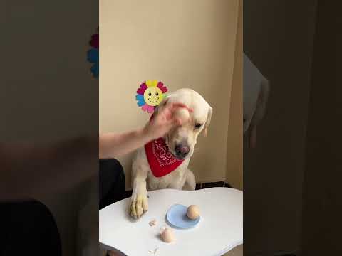 Video: Labradorien noutajat: Wonderful Family Pets ja Companions
