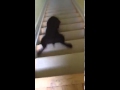 滑る犬 階段から滑り降りる おもしろいイヌ 笑えるかわいいイヌ