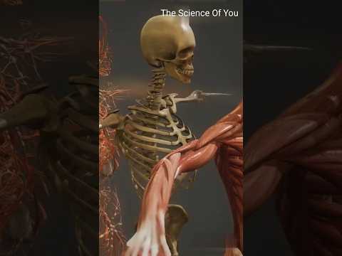 '3D animation of