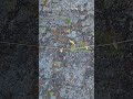 Mensajes del PASADO grabados en PIEDRA #exploracion #pinturas
