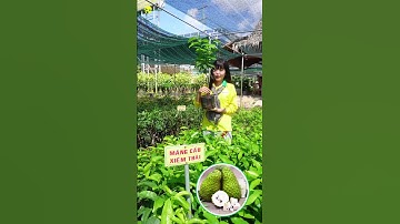 Mãng Cầu Ghép Gốc Bình Bát TRỒNG ĐÂU CŨNG THẮNG