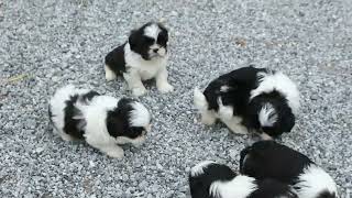 Shih Tzu Puppies For Sale