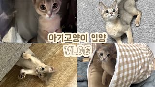 Vlog | 아기고양이 입양 브이로그 | 아비시니안블루  | 젤리와 첫만남 | 초보집사 | 분양 브이로그