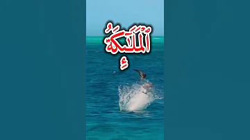 وإذ قالت الملائكة يا مريم ان اصطفاك وطهرك الشيخ السيد سعيد جميل جدا 
