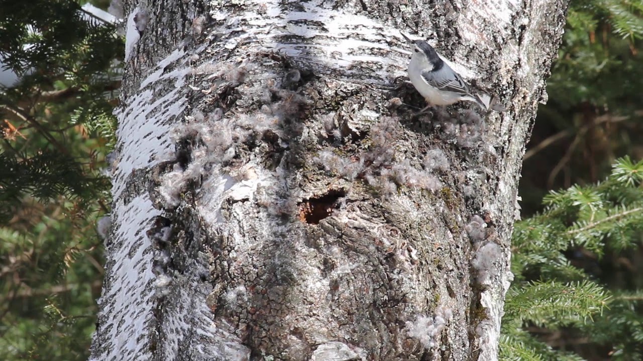 Spring 2019 White Breasted Nuthatch 