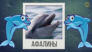 Дельфинарий - Тюрьма Для Дельфинов