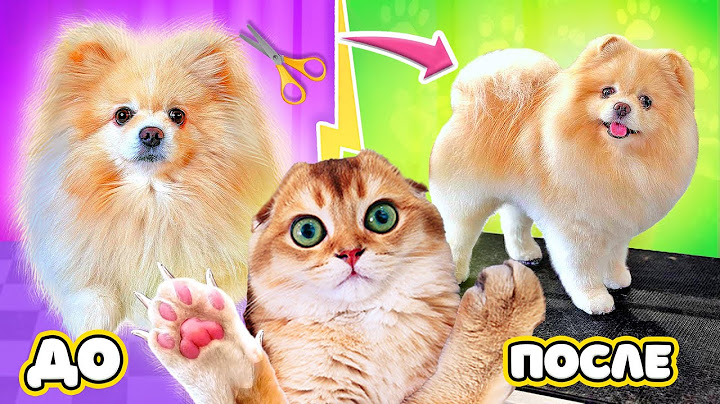 ONE DAY WITH PETS | GROOMING A SPITZER Before and After, Trimming Claws A Kitten and Hedgehog